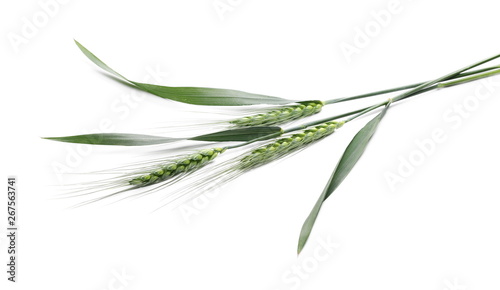 Green young ears of wheat isolated on white background