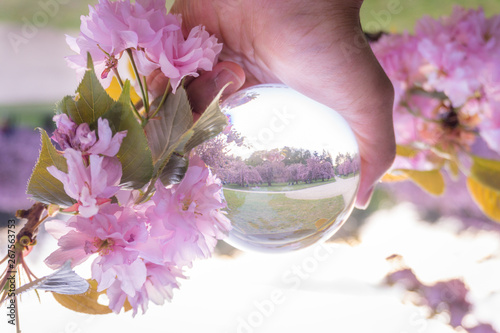 A hand holding a crystal ball for optical illusion. Known as an orbuculum, is a crystal or glass ball and common fortune telling object. Performance of clairvoyance and scrying