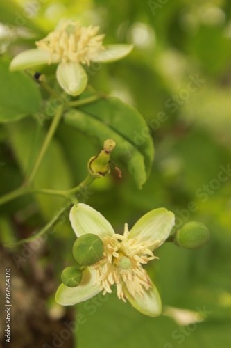 Aegle marmelos flower.  Most common names bael, bili, bhel, Bengal quince, golden apple, Japanese bitter orange, stone apple or  wood apple.India