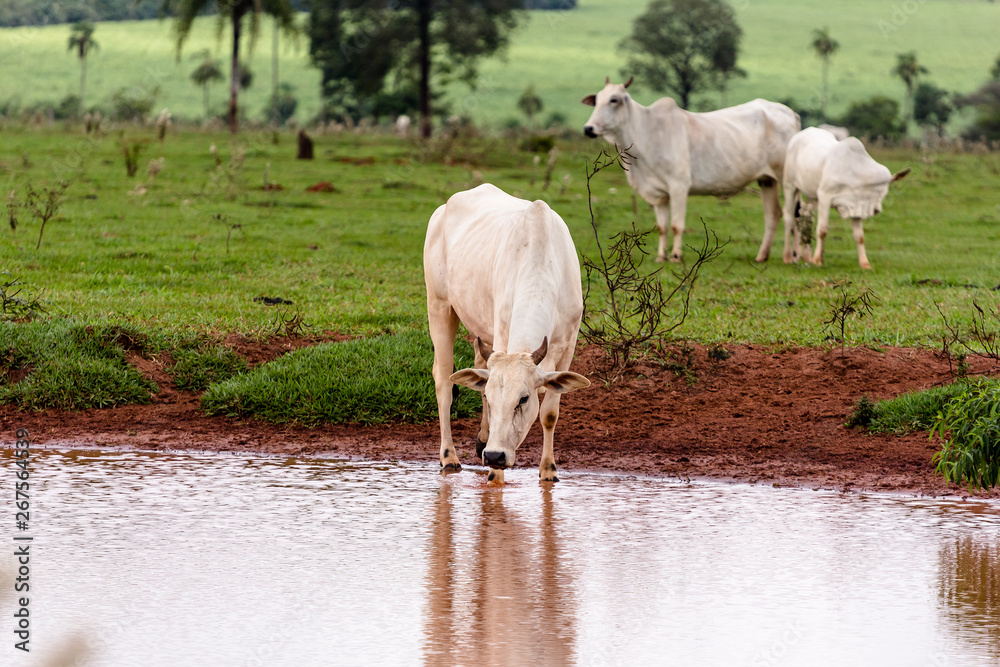 Fototapeta premium Nelore raised for fattening. Bovine originating in India and race representing 85% of the Brazilian cattle for meat production