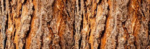 Tree bark close-up, horizontal layout photo