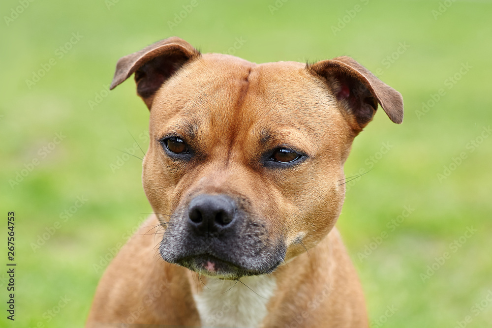 Beautiful dog of Staffordshire Bull Terrier breed, of ginger color with melancholy look, close up portrait of cuty dog female. Outdoors, copy space.