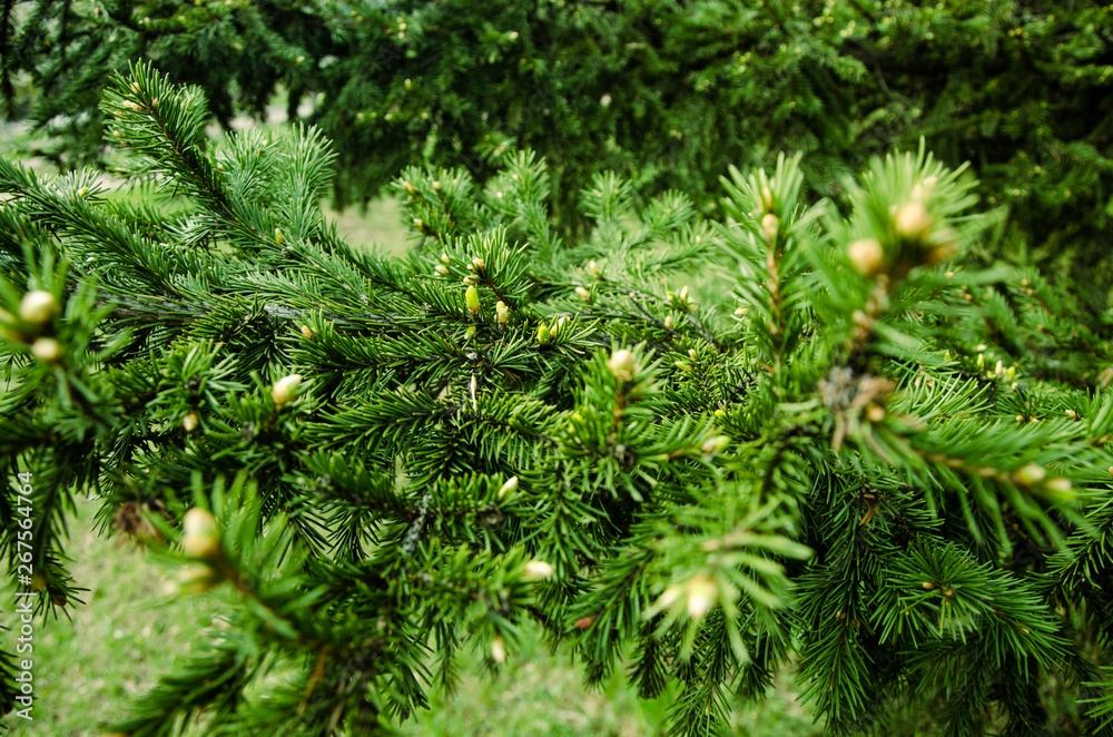 Young branches ate spruce buds and young spruce needles against. Young branches ate spruce buds and young spruce needles against.