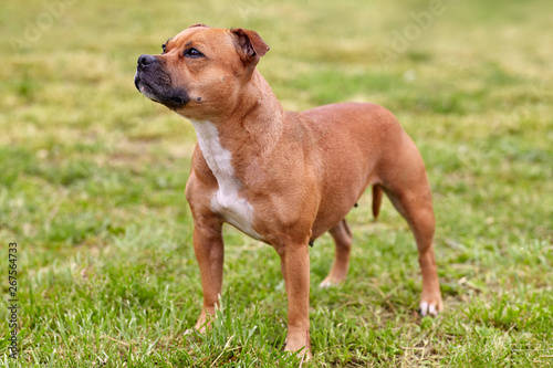 Beautiful dog of Staffordshire Bull Terrier breed  ginger color with melancholy look  standing on green lawn background. Outdoors  copy space.