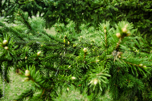 Young branches ate spruce buds and young spruce needles against.