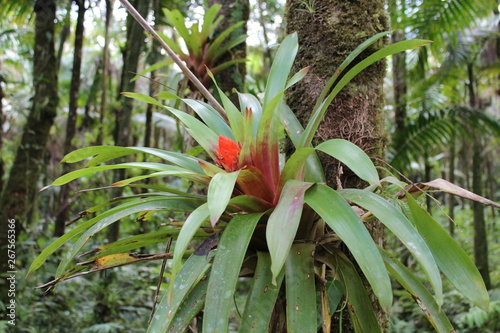 Tropical flower in El Junque (Puerto Rico)