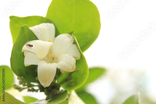 Murrayya Exotica Jasmine (Murraya paniculata) flower in garden.Also known as Orange jessamine, Jasmine orange,Chinese box, mock orange, mock lime, satinwood, Lakeview jasmine.