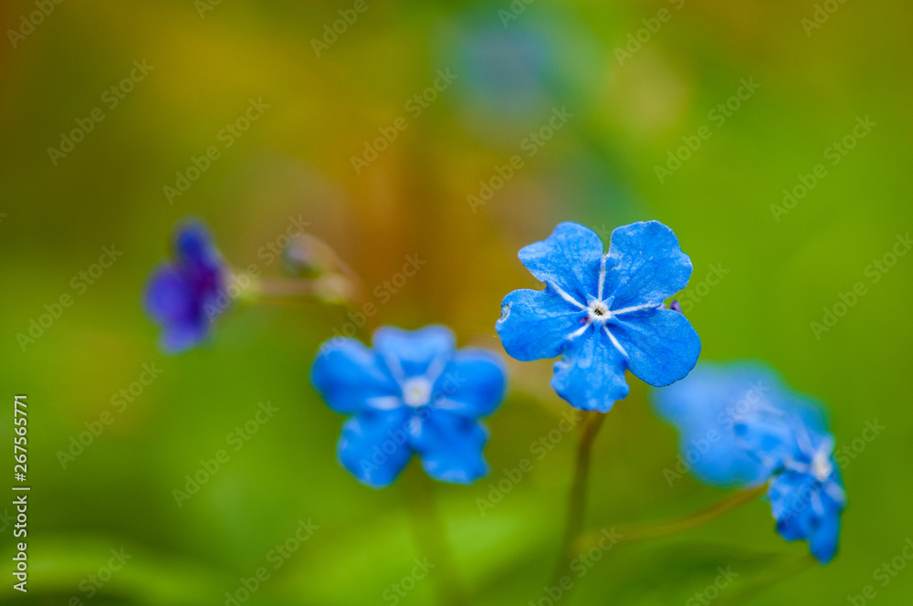 Myosotis beautiful blue forest flower in spring bloosom Myosotis beautiful blue forest flower in spring bloosom