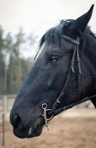 horse with white line on forehead and white eye during training