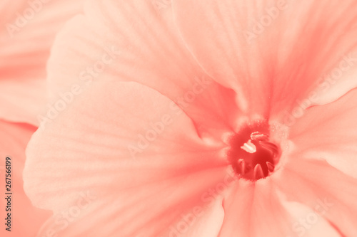 Coral flower Primula background macro with copyspace