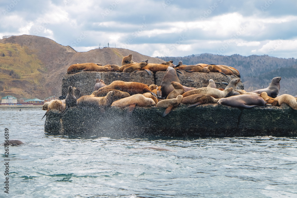 Fototapeta premium Northern sea lion Steller On a bricquator on Sakhalin Island in the city of Nevelsk. eared seal Steller's Rookery