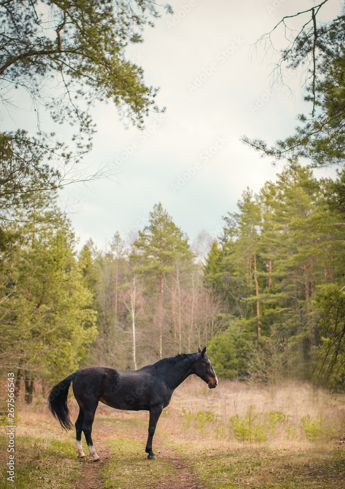 beautiful horse in the forest in spring landscape beautiful horse in the forest in spring landscape