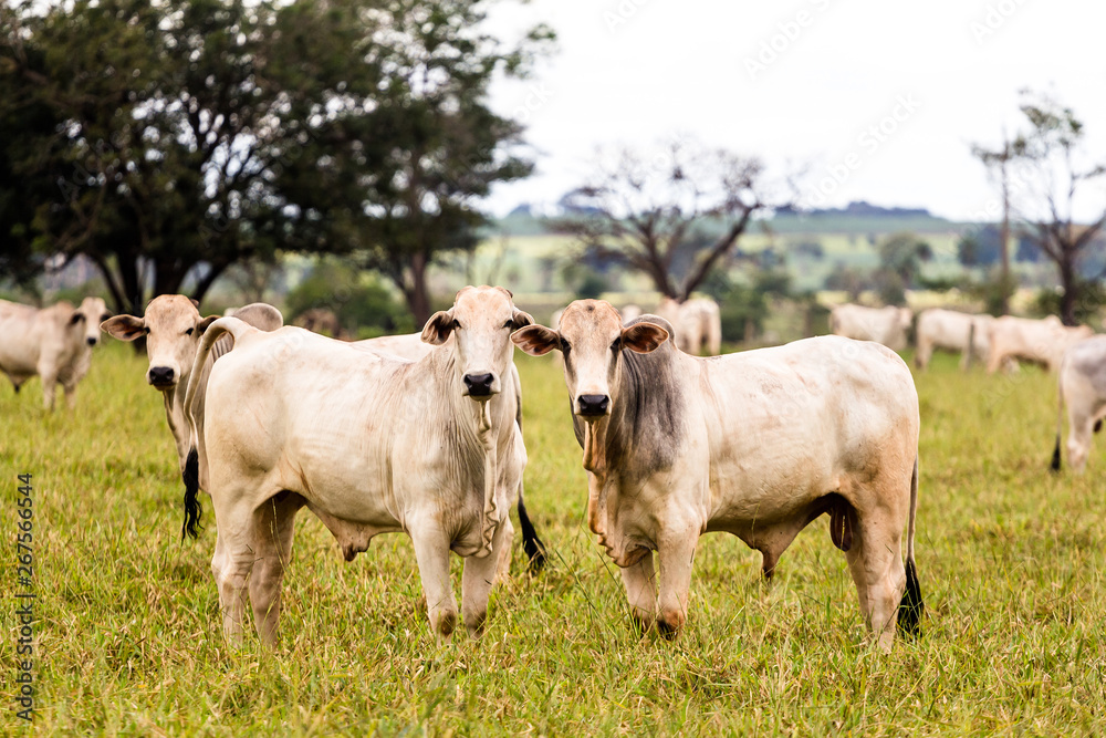 Herd of Nelore cattle in breeding for fattening. Livestock of Brazil and economy