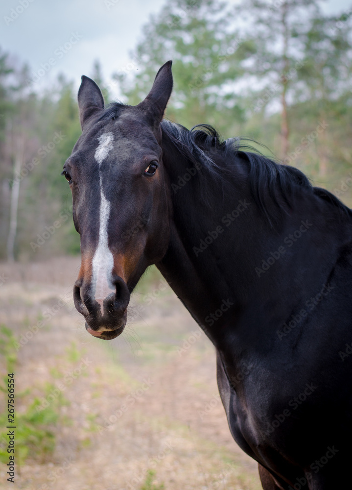 beautiful horse in the forest beautiful horse in the forest