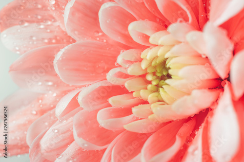 Coral colored chrysanthemum close up. Macro image with small depth of field. Beautiful abstract background for your design.