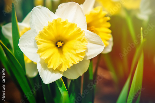Beautiful blooming daffodils. Juicy spring greens, blue sky. Flowers in the garden, in the garden, in the country.