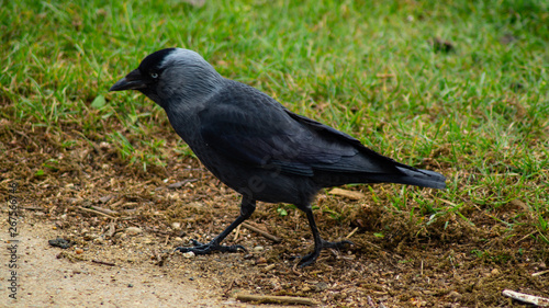 Close up of single jackdaw