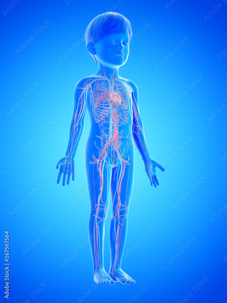 3d rendered medically accurate illustration of a childs vascular system 3d rendered medically accurate illustration of a childs vascular system