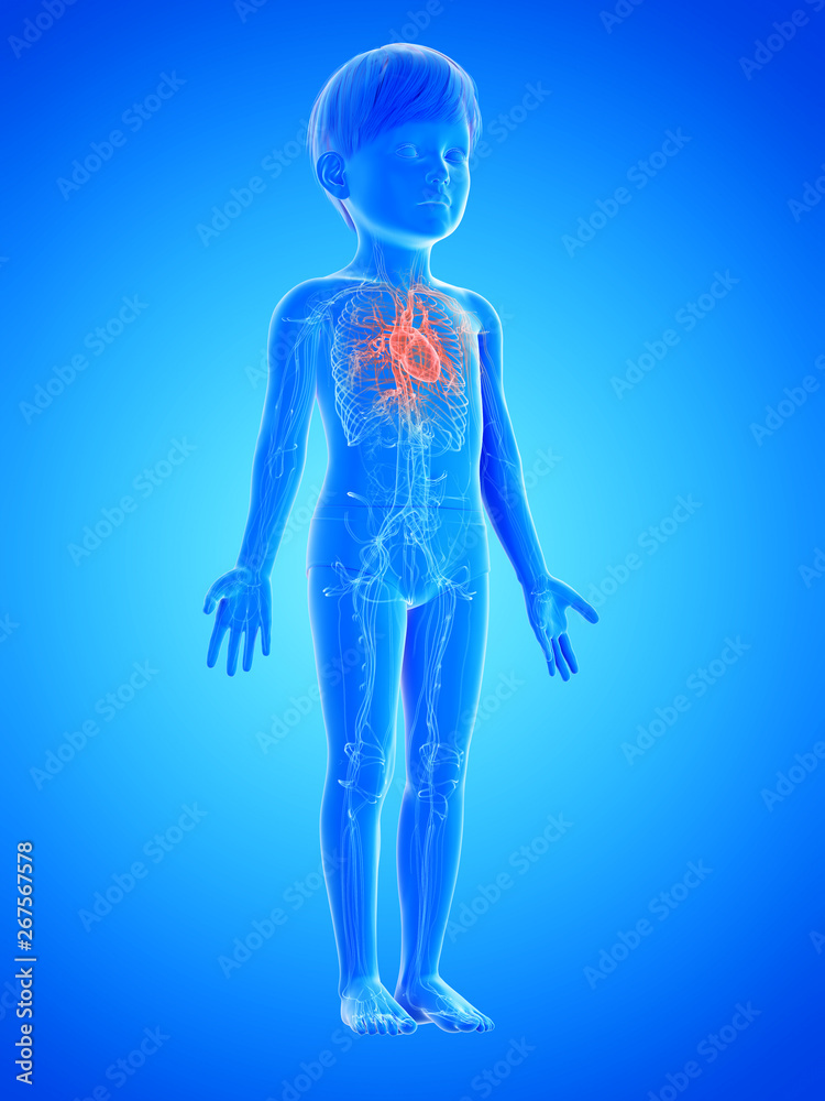 3d rendered medically accurate illustration of a childs heart 3d rendered medically accurate illustration of a childs heart