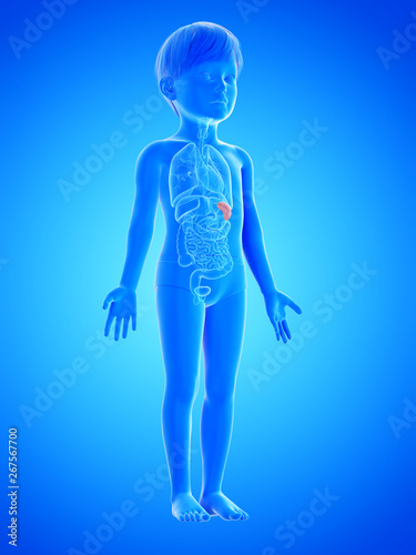 3d rendered medically accurate illustration of a childs spleen