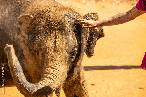 Photography Thai elephants are playing water, drinking water, enjoying life.