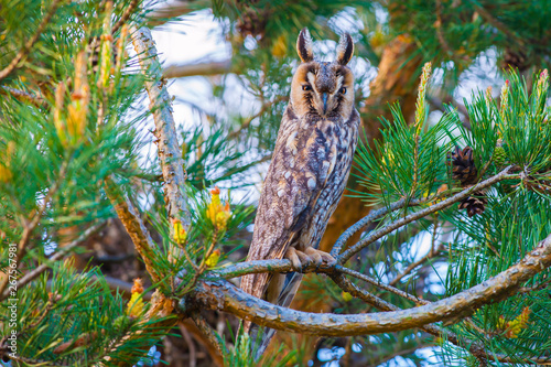 Long-eared Owl Asio Otus, watching surroundings of pine .Taken with telephoto lens 300mm f 4. photo