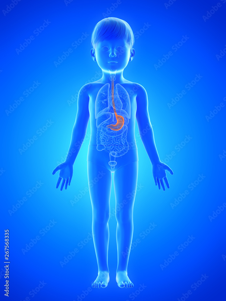 3d rendered medically accurate illustration of a childs stomach 3d rendered medically accurate illustration of a childs stomach