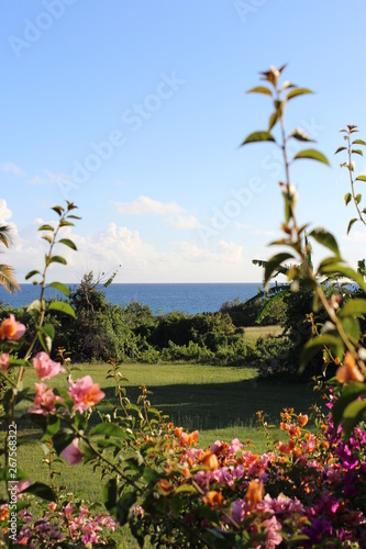 Flower garden on Vieques (Puerto Rico)
