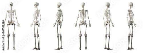 3d rendered medically accurate illustration of a womans skeleton