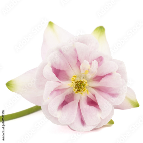 Rosy flower of aquilegia  blossom of catchment closeup  isolated on white background