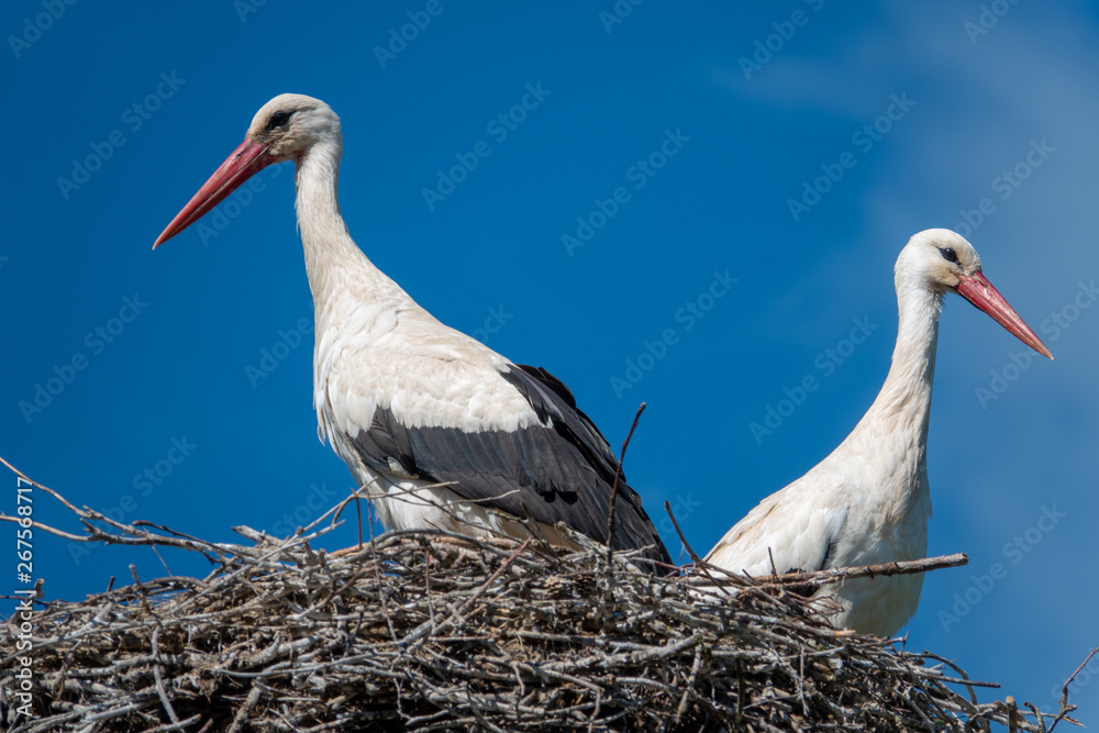 Fototapeta premium a couple of storks are standing in a nest when the weather is nice and the sky is blue