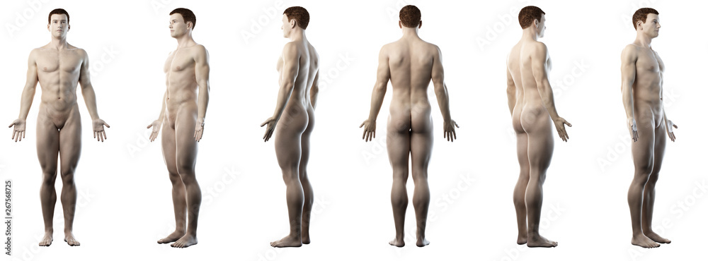 3d rendered medically accurate illustration of a healthy man 3d rendered medically accurate illustration of a healthy man