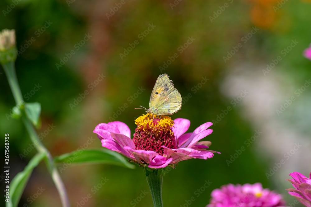 Obraz premium Zinnia elegans flowering plant, beautiful pink purple flowers in bloom with old yellow butterfly