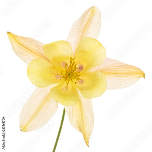 Yellow-cream flower of aquilegia  blossom of catchment closeup  isolated on white background