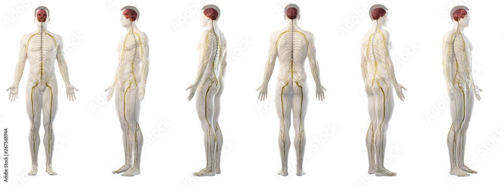 3d rendered medically accurate illustration of mans nervous system 3d rendered medically accurate illustration of mans nervous system