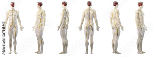 Foto 3d rendered medically accurate illustration of mans nervous system
