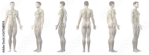 3d rendered medically accurate illustration of a mans lymphatic system photo