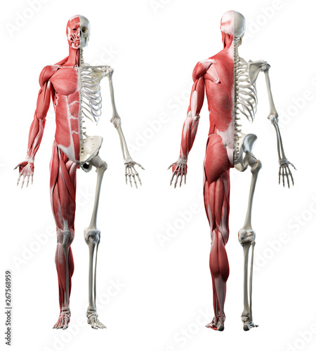 3d rendered medically accurate illustration of the front and back of a mans muscle system