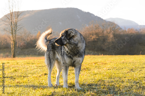 Sarplaninac dog breed