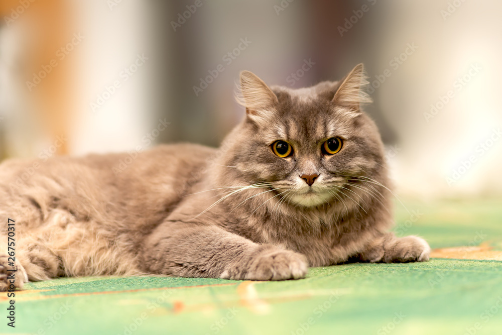  Lying on a green rug a playful long-haired gray domestic cat with huge yellow eyes looking at you, fluffy ears, a white chin, a long white mustache and a pink nose