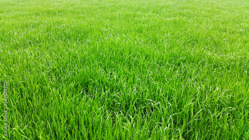 Green grass field