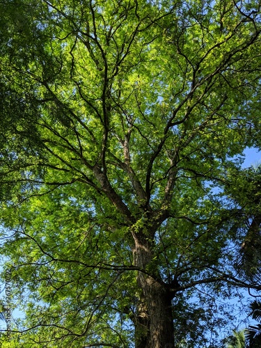 Tamarind Tree 