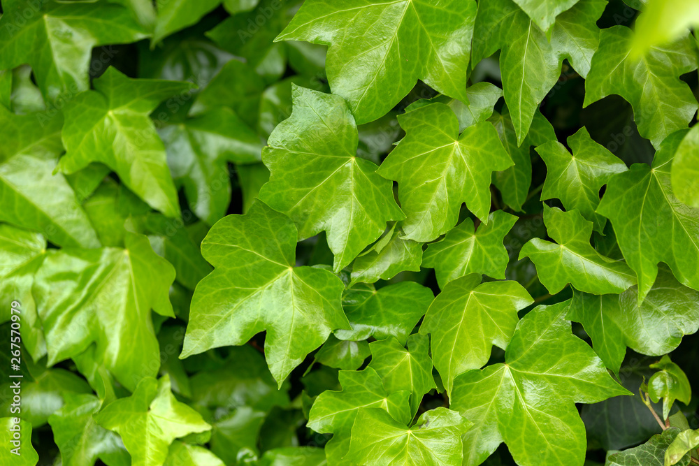 young leaves of common Ivy Hedera helix in spring. Nature concept for design. young leaves of common Ivy Hedera helix in spring. Nature concept for design.