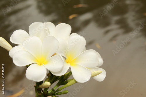 white frangipani flowers in garden