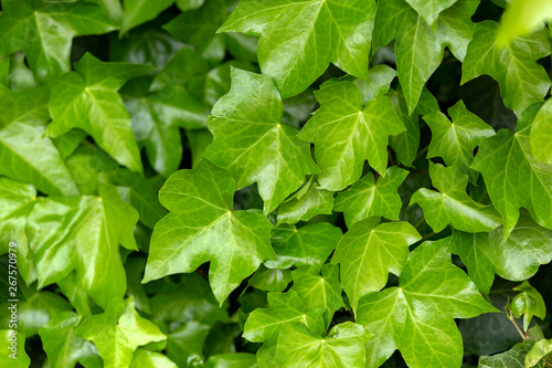 young leaves of common Ivy Hedera helix in spring. Nature concept for design.
