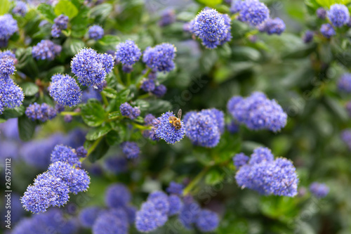 Beautiful blooming purple Californian lilac flowers, Ceanothus thyrsiflorus repens in spring garden. photo