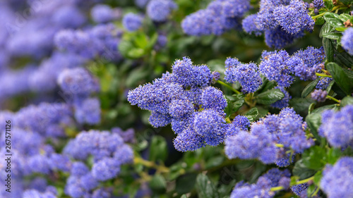 Beautiful blooming purple Californian lilac flowers, Ceanothus thyrsiflorus repens in spring garden.