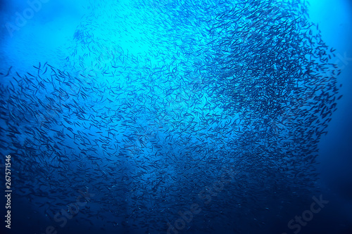 lot of small fish in the se...