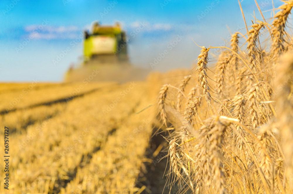 Obraz premium Combine harvesting in a field of golden wheat