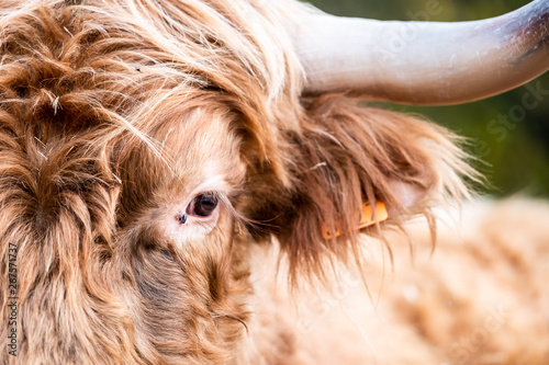 Vache marron aux poils longs et longues cornes photo